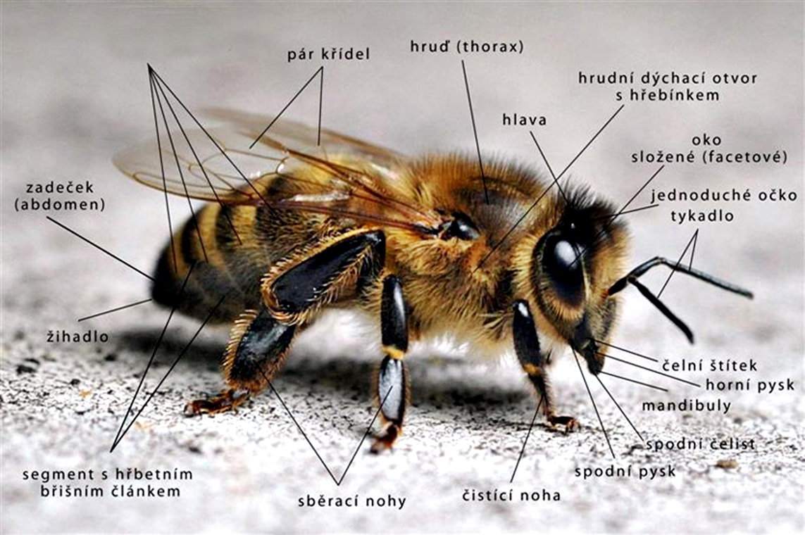 Těžký život včel a jak jim můžeme ulehčit.  1