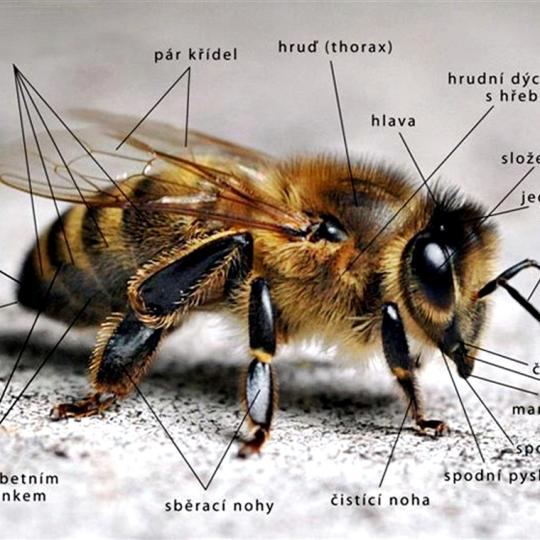 Těžký život včel a jak jim můžeme ulehčit.  1